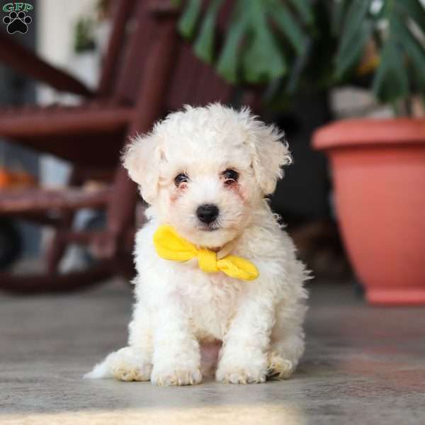 Rocky, Bichon Frise Puppy